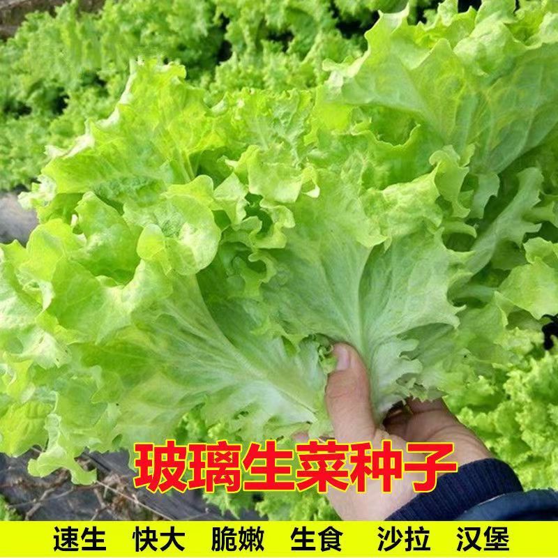 现货热卖玻璃生菜种子四季球生菜种子蔬菜菜种子阳台庭院盆栽春秋季易播种Glass lettuce seeds four seasons ball lettuce seeds vegetables2026