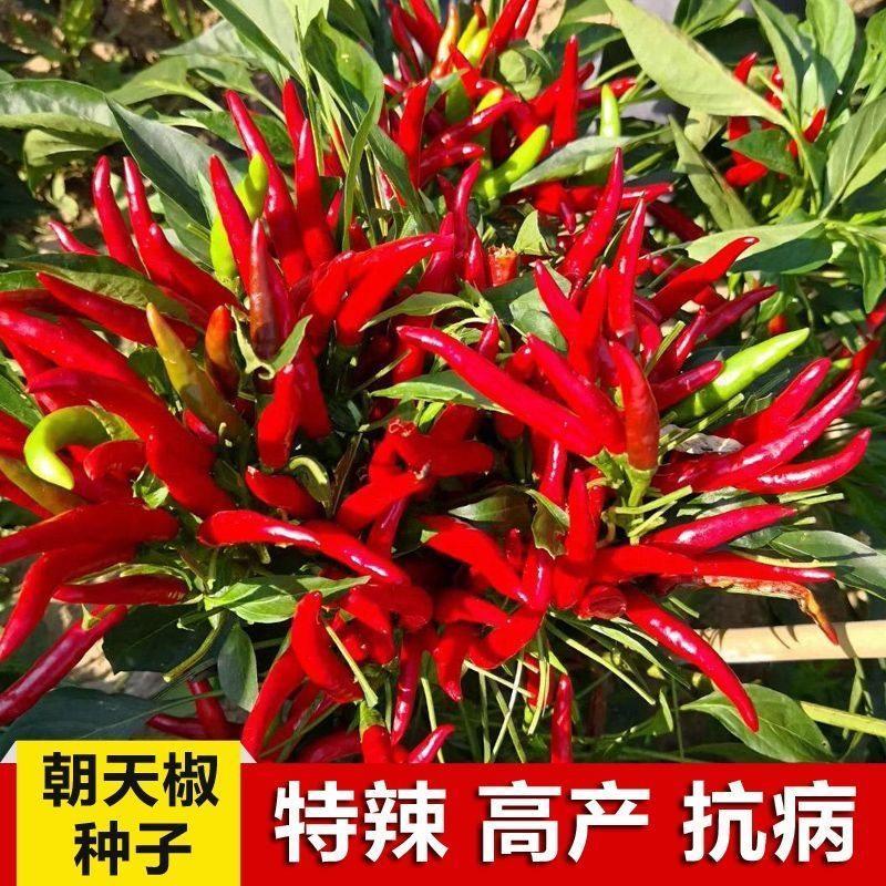 现货朝天椒种子小米椒早熟辣椒种籽超辣阳台盆栽四季播种农家蔬菜种子Chaotian pepper seeds millet pepper early ripening pepper seeds supe