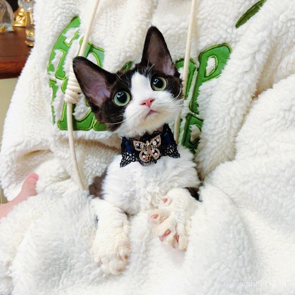 สร้อยคอ Cat Maltese Lace Jewelry Dog Abi Collar Cat Cat Synia Bow Q0TD