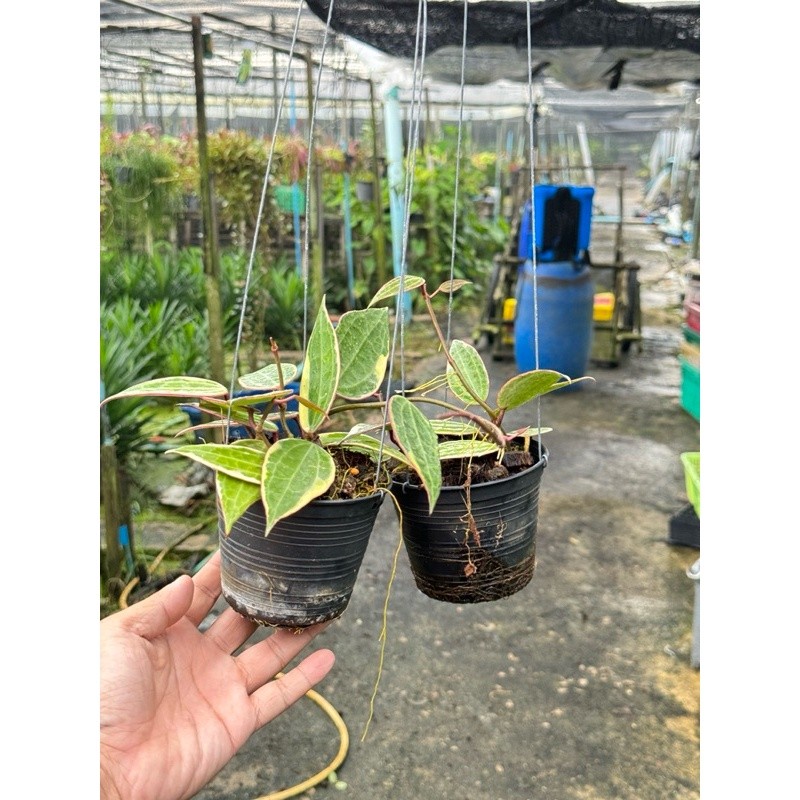 มุมมอง 5