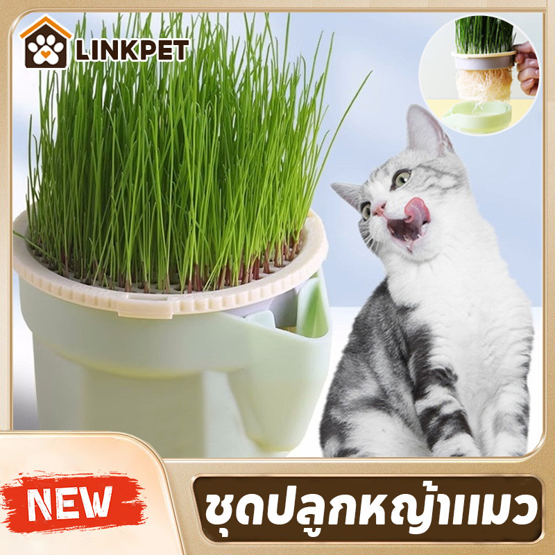 ชุดปลูกหญ้าแมว หญ้าแมวออแกนิก เมล็ดข้าวสาลี ถาดเพาะต้นอ่อน เมล็ดพืช4แพ็ค นํากลับมาใช้ใหม่ได้