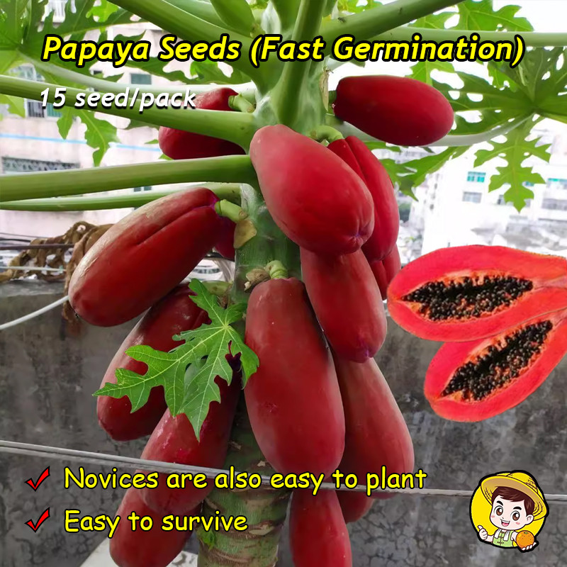 10เมล็ด/แพ็ค เมล็ดพันธ์มะละกอแขกนวลดำเนิน Dwarf Papaya Fruit Seeds Sweet Papaya Seeds for Planting T
