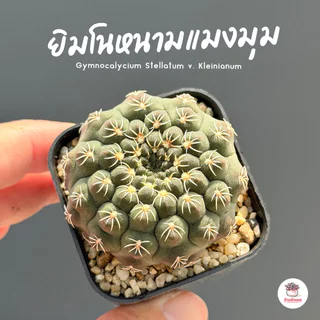 รวมยิมโน Gymnocalycium Mix แคคตัส กระบองเพชร cactus&succulent