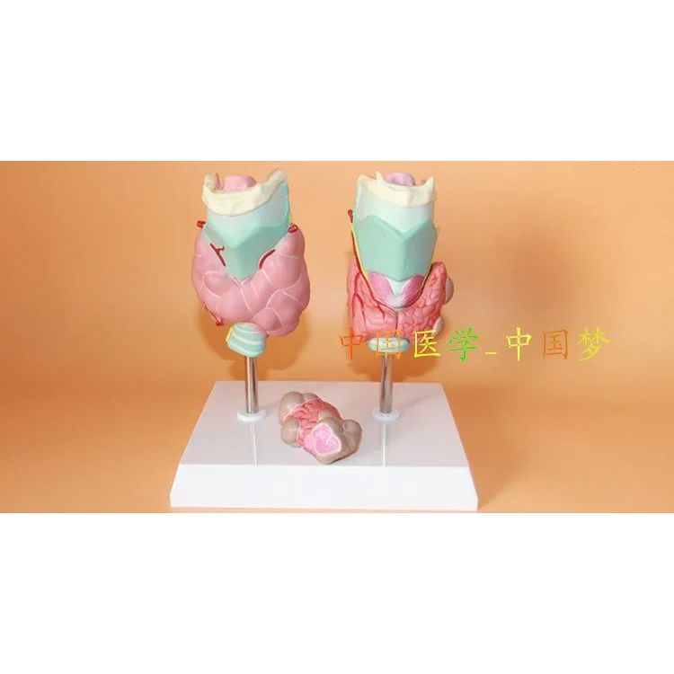 Thyroid Pathological Dissection รุ่น Thyroid tumors Medical Teaching 16.5*13*20 ซม.