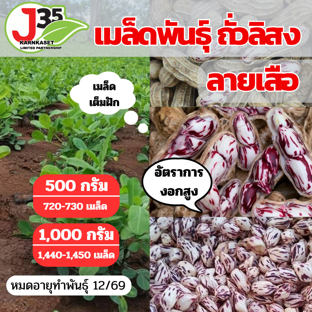 (500,1000กรัม) เมล็ดพันธุ์ ถั่วลิสงลายเสือ ถั่วลิสง เต็มเม็ดเต็มฝัก ถั่วจัมโบ้ ถั่ว พันธุ์ถั่วเสือ