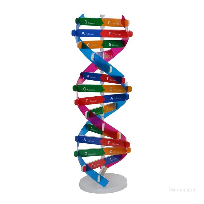 Loner Assembly DNA Model Double Helix Structure สําหรับก่อนวัยเรียนชุดวิทยาศาสตร์เด็กวัยหัดเดิน