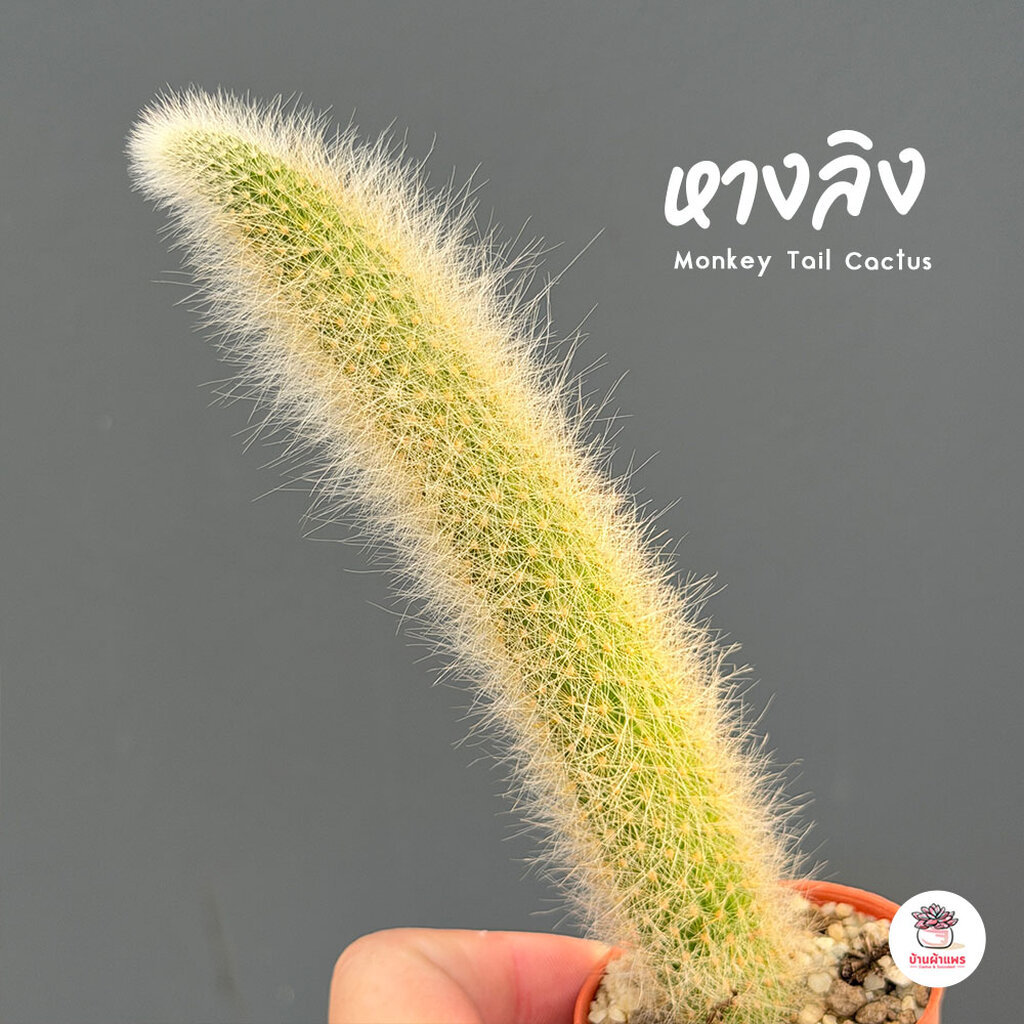หางลิง Monkey Tail Cactus กระบองเพชร ไม้อวบน้ำ Cactus&Succulent