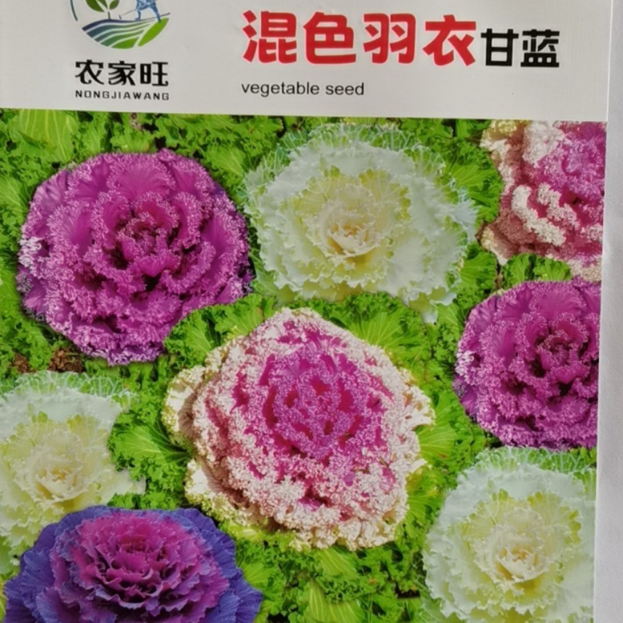 现货热卖对版混色羽衣甘蓝种子牡丹菜甘蓝种籽盆栽观赏食用好看易好种Variety-mixed kale seeds, peony cabbage, kale20260321
