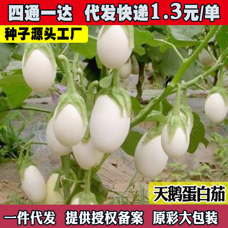 现货热卖白蛋茄种子天鹅蛋白茄金银茄鸡蛋白茄子圆茄种子秧苗籽孑蔬菜春播White Eggplant Seeds, Swan Protein Eggplant, Gold and Silver Eggpl