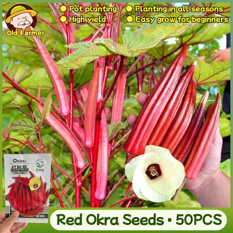 50เมล็ด/แพ็ค เมล็ดพันธุ์ กระเจี๊ยบมอญ สีแดง กระเจี๊ยบมอญฝักแดง Red Burgundy Okra Seed ของแท้100%