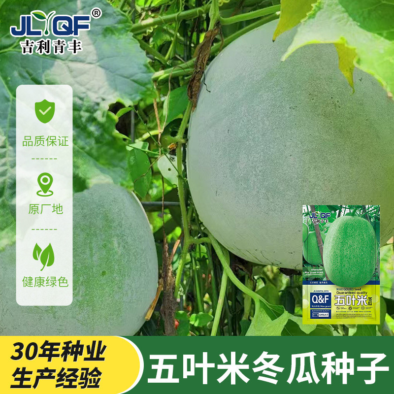 Five-Leaf Rice Small Winter Melon Seeds Thin Skin Seasonal Frame Early Climbing High-ผลิต Winter Mel