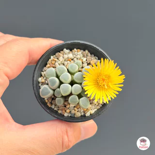 Fenestraria Aurantiaca ( Baby Toes ) ไม้อวบน้ำ กุหลาบหิน Cactus&Succulent หลากหลายสายพันธุ์