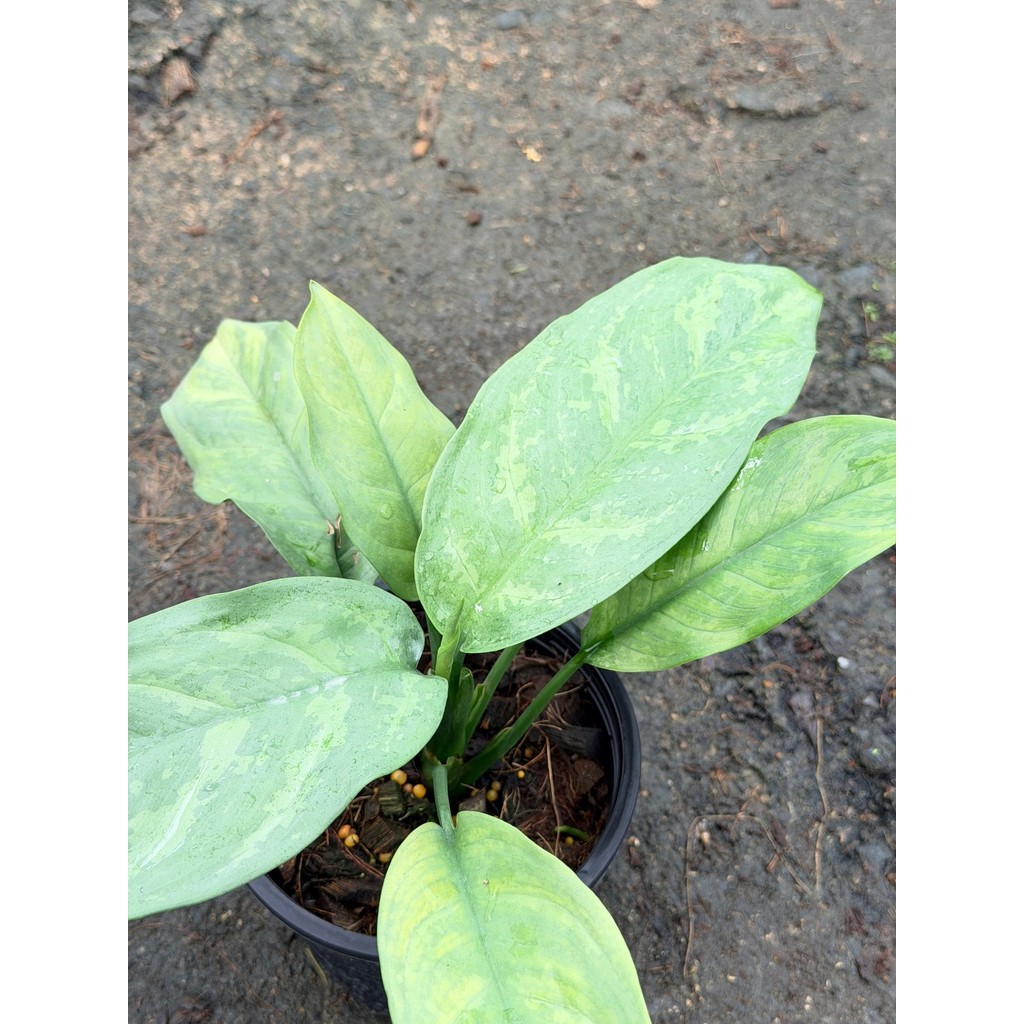 เงินเต็มบ้าน 6 นิ้ว - Dieffenbachia - มุมมองที่ 5