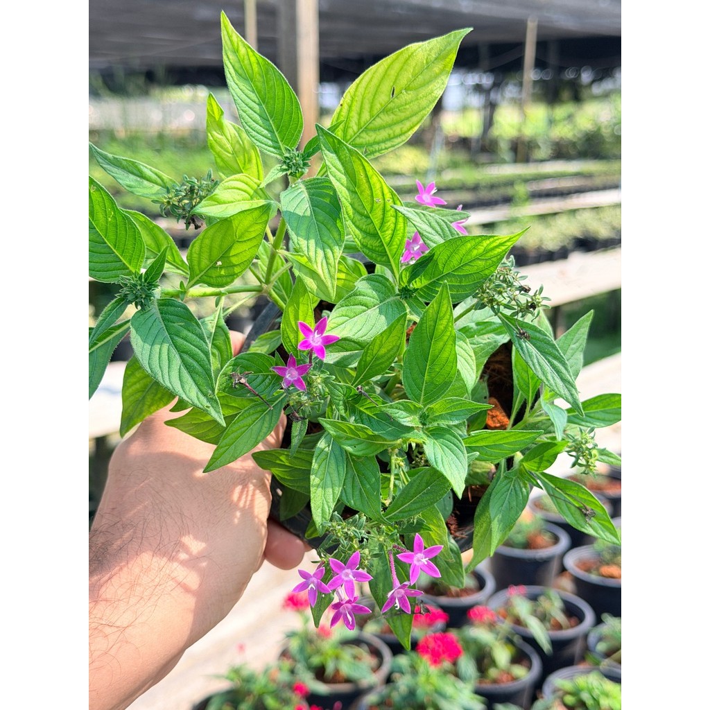 เข็มอินเดีย 6 นิ้ว (มีสีแดง ชมพู ม่วง) - Egyptian Star Cluster - มุมมองที่ 5