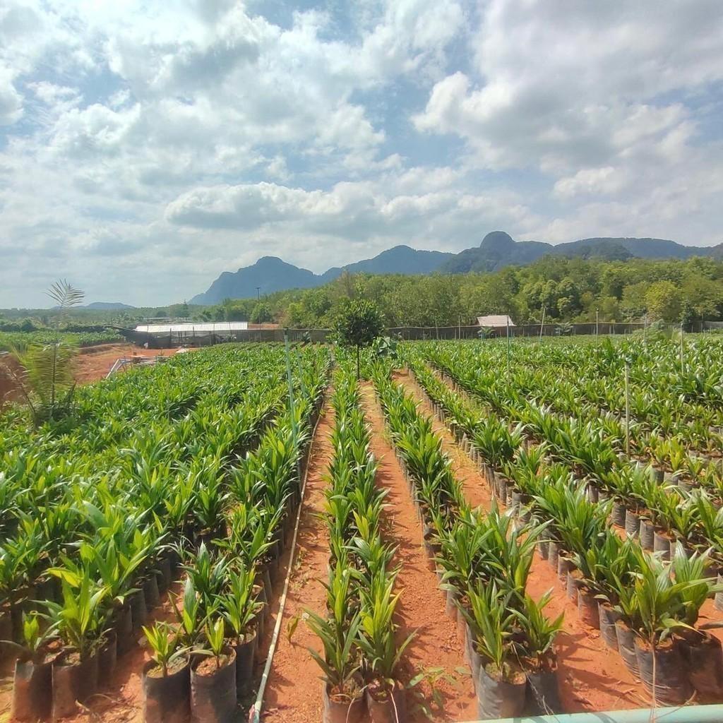 กล้าปาล์ม ยังกัมบิML161 แท้100% ⭐⭐⭐⭐⭐   โทร 098 0130425