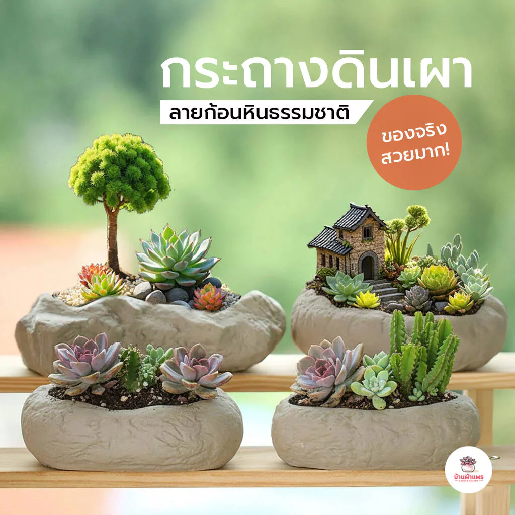 กระถางดินเผาลายก้อนหินธรรมชาติ แคคตัส กระบองเพชร ไม้อวบน้ำ Cactus&Succulent