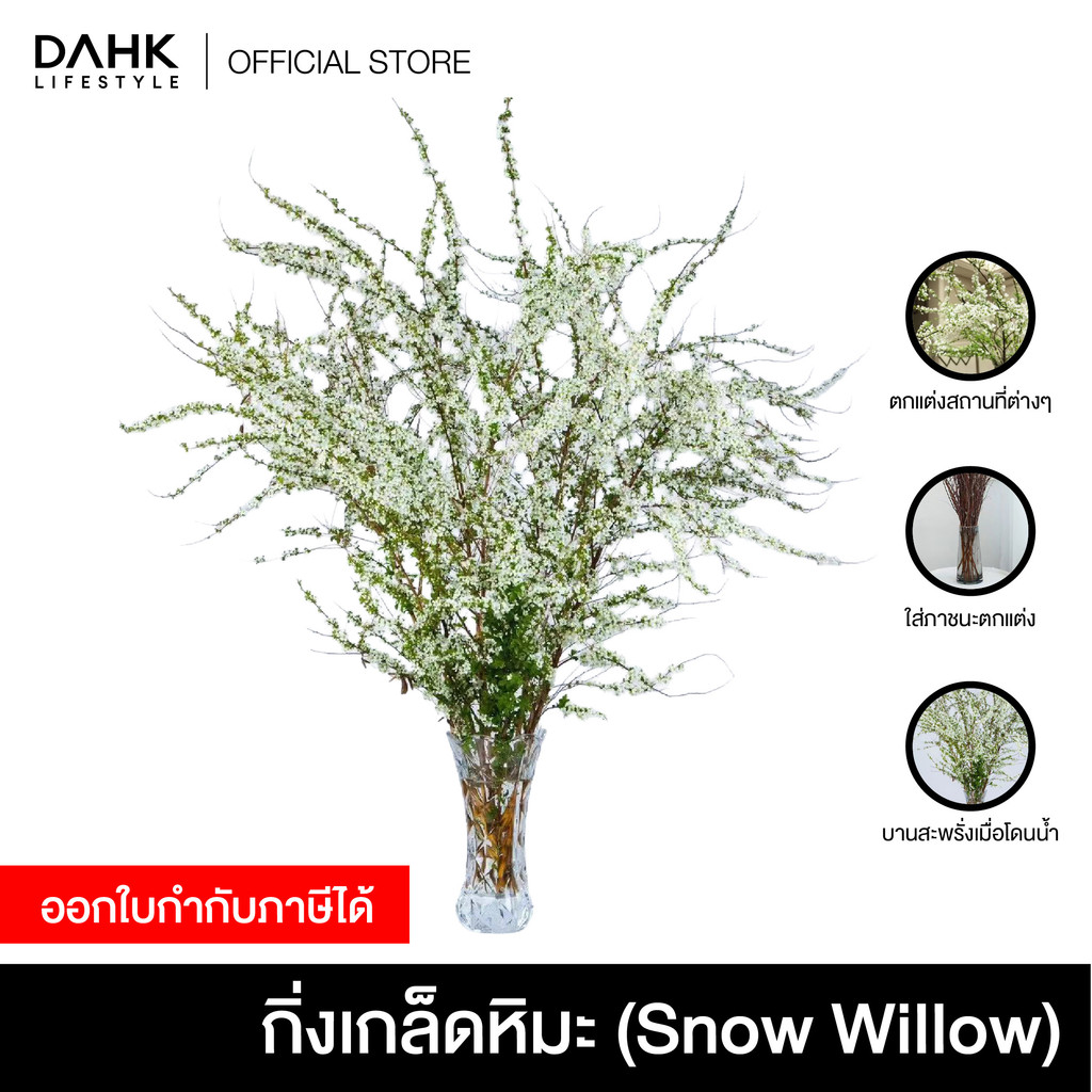 กิ่งหลิวหิมะ (Snow Willow) กิ่งไม้ประดับไฮโดรโปนิกส์ บานสะพรั่งเมื่อโดนน้ำ สไตล์มินิมอล วาบิ-ซาบิ แต่งบ้านสวยมีระดับ