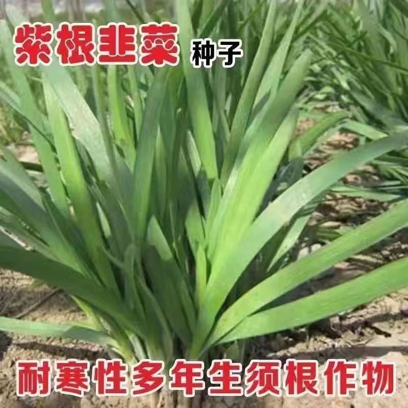 现货热卖紫根韭菜高产韭菜种子宽叶韭菜四季耐热抗寒盆栽四季播种韭菜种子Purple-root leek high-yield leek seeds, broad-leaf leek, four.2026