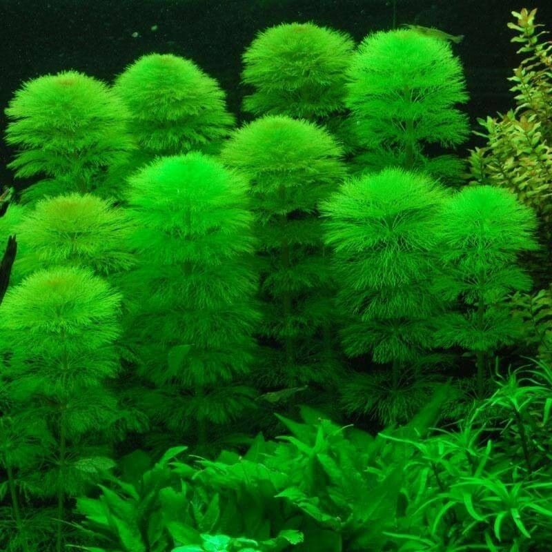 Aquatic Long Green Arhat Seaweed