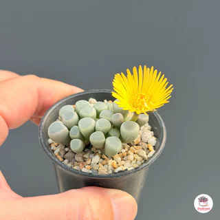 Fenestraria Aurantiaca ( Baby Toes ) ไม้อวบน้ำ กุหลาบหิน Cactus&Succulent หลากหลายสายพันธุ์