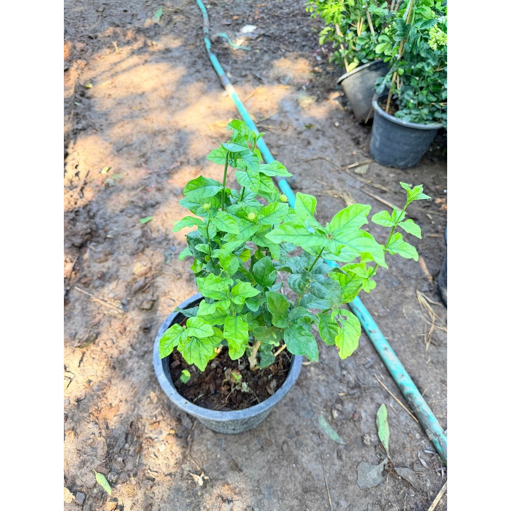 มะลิซ้อน 11 นิ้ว - Arabian Jasmine - View 5