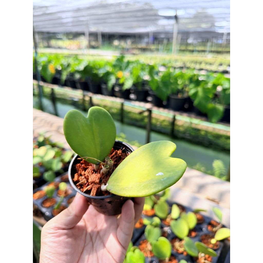 มุมมอง 4