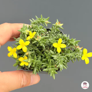คุณนายตื่นสายโซมาเลีย ดอกเหลือง portulaca coralina กุหลาบหิน cactus&succulentหลากหลายสายพันธุ์