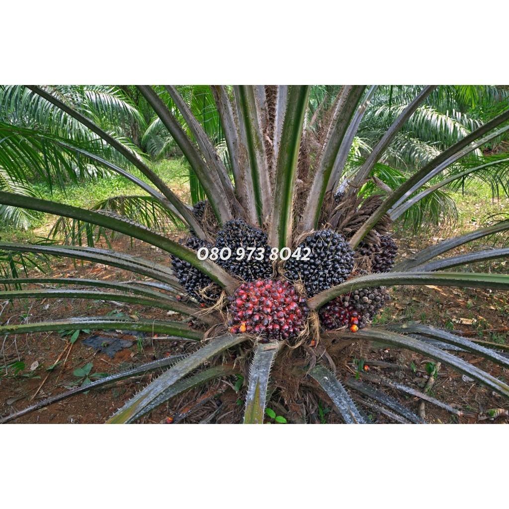 ปาล์ม - ยังกัมบิML161 แท้100%,⭐⭐⭐⭐⭐ โทร 098 0130425