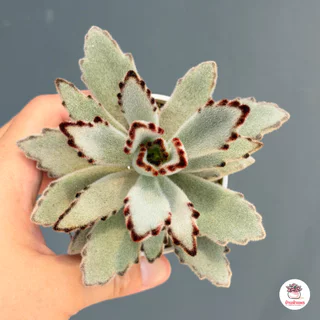 แพนด้า Kalanchoe Tomentosa Panda ไม้อวบน้ำ กุหลาบหิน cactus&succulentหลากหลายสายพันธุ์