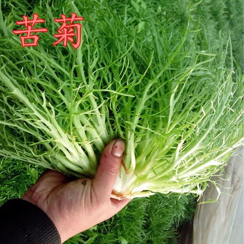 现货热卖苦苣种子苦菊菜籽种芽盆栽蔬菜种孑种籽春秋冬季四季生菜青菜种子Lettuce seeds, chicory seeds, sprout seeds, potted vegetable seeds