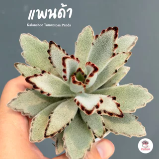 แพนด้า Kalanchoe Tomentosa Panda ไม้อวบน้ำ กุหลาบหิน cactus&succulentหลากหลายสายพันธุ์