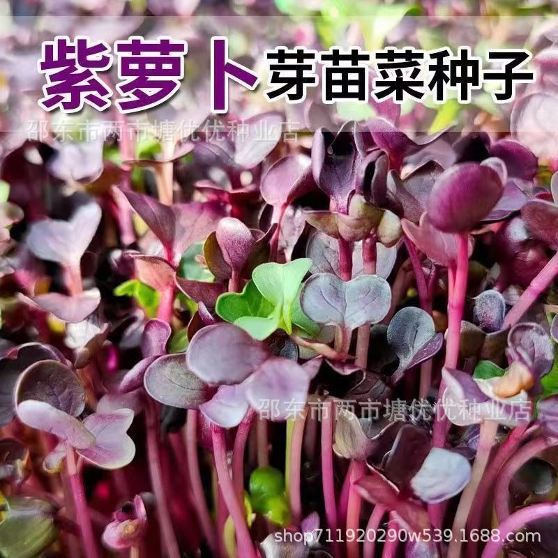 现货热卖紫萝卜苗种子紫色白萝卜水培芽苗菜种子阳台无土栽培蔬菜种子大全Purple Radish Seedling Seeds Purple White Radish Hydroponic Sprout