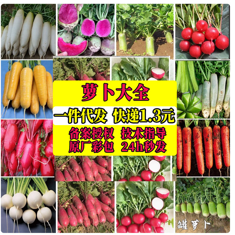 现货*天津沙窝萝卜籽青萝卜红心萝卜种子大全秋季四季山东蔬菜种孑罗卜Tianjin Shawowo radish seeds: green radish, red-fleshed radish seed
