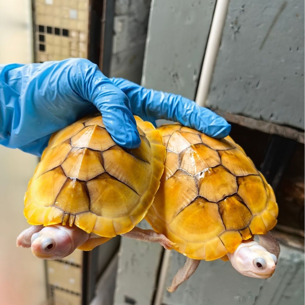 Variant ไวท์เทนนิ่งบราซิลเต่าต้นกล้าสัตว์เลี้ยงประดับคาราเมลคาราเมลน้ําลึกถังปลาผสมเต่าขนาดเล็ก Livi