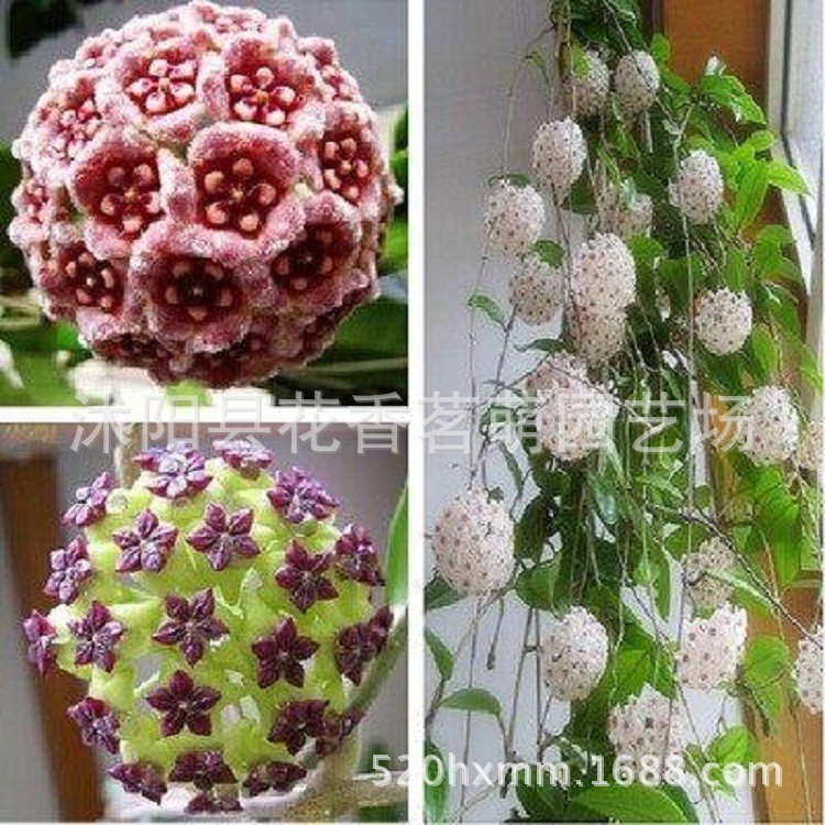 พร้อมสต็อก Quick Shipment Ball Orchid Seeds Rock Climbing Orchid Flower Seeds เมล็ดพันธุ์ดอกไม้ Ball