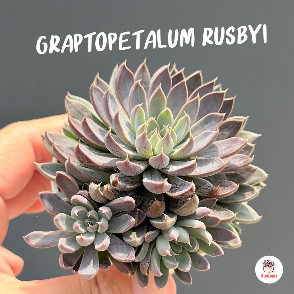 Graptopetalum Rusbyi ไม้อวบน้ำ กุหลาบหิน Cactus&Succulent หลากหลายสายพันธุ์