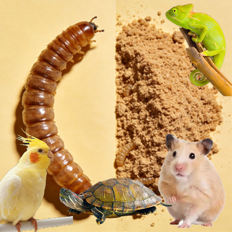 ผงหนอนผงสีเหลืองหนอนกินได้หนอนแห้งอาหารหนูแฮมสเตอร์โปรตีนสูงอาหารเต่านก