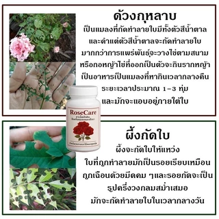 ป้องกันแมลง เพลี้ยไฟ ไรแดง ยาฝังดิน 200เม็ด ไรเชื้อรา ต้านทานโรค ออกฤิทธิ์ 1 เดือน ใช้กับพืชได้ทุกชนิด กุหลาบ กล้วยไม้
