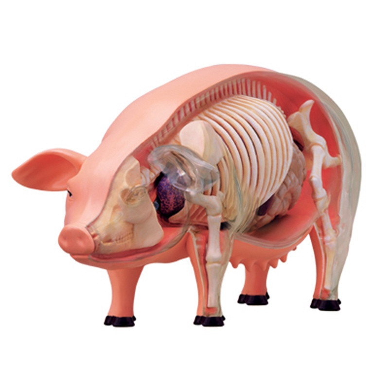 ⭐⭐4D Puzzle ประกอบของเล่นจําลองสัตว์ชีววิทยาอวัยวะหมู anatomy การสอนทางการแพทย์รุ่น