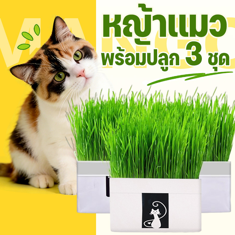 Mango หญ้าแมว พร้อมปลูก 3 ชุด ต้นอ่อนข้าวสาลี ออร์แกนิค ปลอดสารเคมี เมล็ดพันธุ์หญ้าแมว ชุดปลูกหญ้าแมว แบบถุง พร้อมส่ง