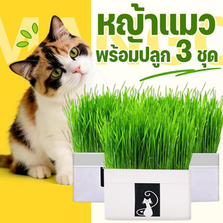 Mango หญ้าแมว พร้อมปลูก 3 ชุด ต้นอ่อนข้าวสาลี ออร์แกนิค ปลอดสารเคมี เมล็ดพันธุ์หญ้าแมว ชุดปลูกหญ้าแมว แบบถุง พร้อมส่ง