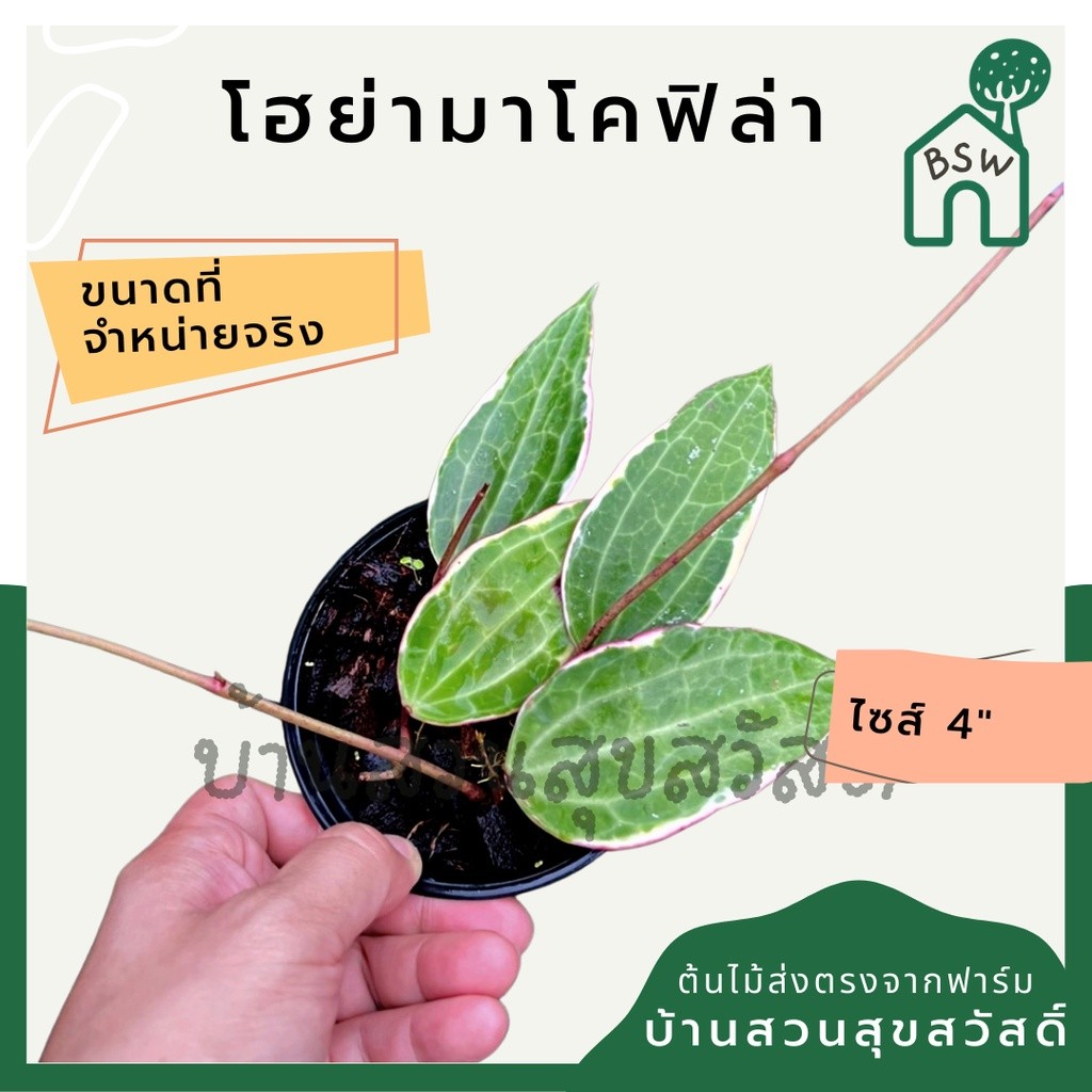 ต้นโฮย่า มาโครฟิลล่า มาในกระถางพร้อมตั้ง ไม้รำไรออกดอกสวย ออกดอกเก่ง