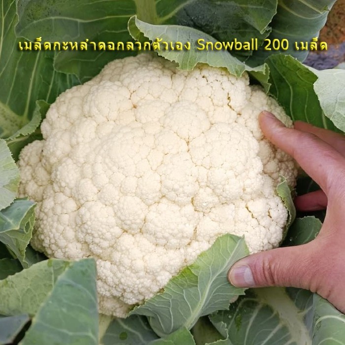 เมล็ดพันธุ์ กะหล่ำดอก สโนว์บอล (Snowball Self Blanching Cauliflower Seed) บรจจุ 200 เมล็ด