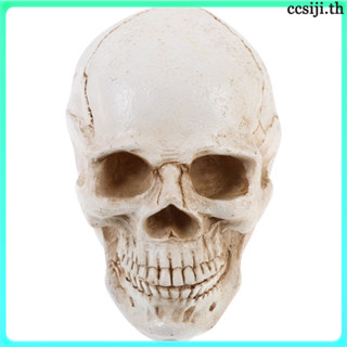 วัสดุเรซินโมเดลกะโหลกมนุษย์สีเบจเหมือนจริงสําหรับการเรียนรู้…