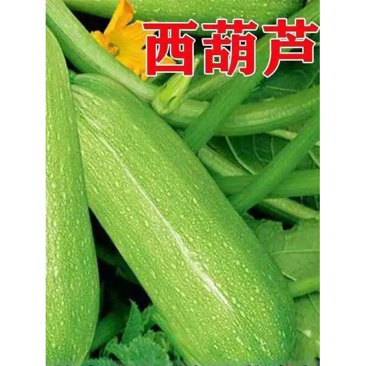 现货*西葫芦种子春夏秋冬早青一代西葫芦种籽角瓜种子油绿抗病高产茭瓜Zucchini seeds, spring, summer, autumn, winter – early-maturing fir