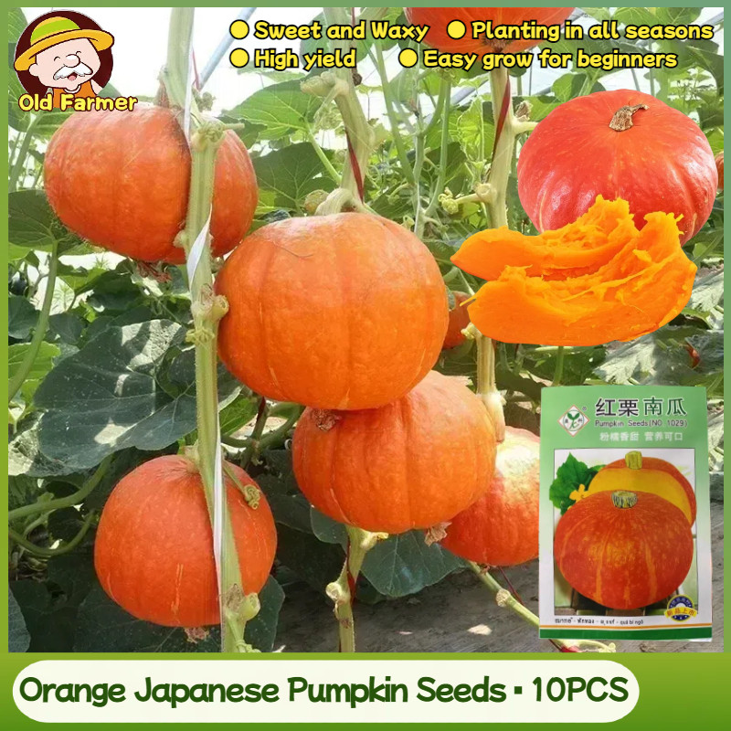 10เมล็ด/แพ็ค เมล็ดพันธุ์ เมล็ดฟักทองญี่ปุ่นสีส้ม Japanese Pumpkin Seeds Orange Pumpkin Vegetable See
