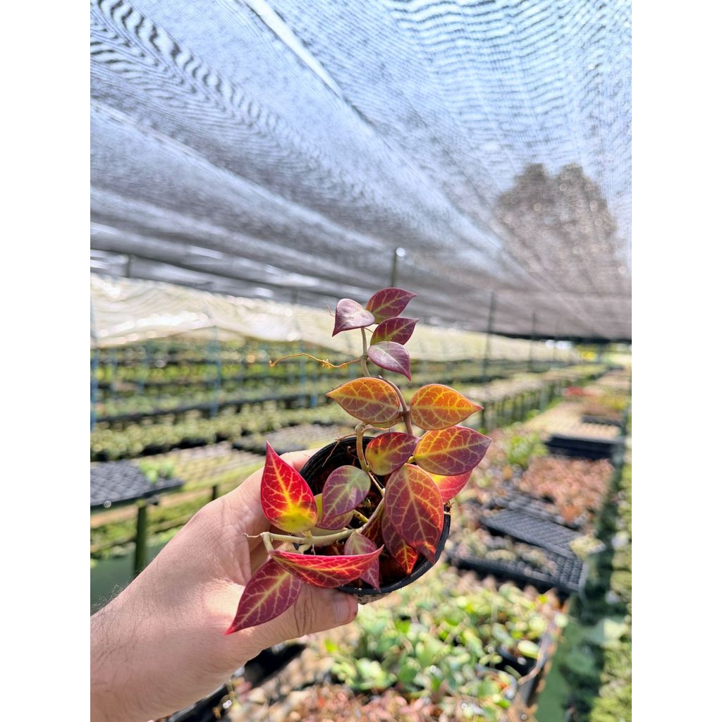 มุมมอง 5