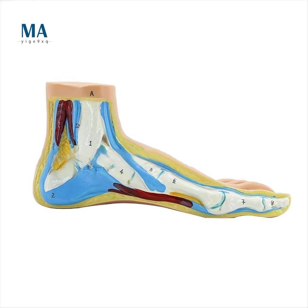 Mayige9xqFoot Anatomy Model, Human Anatomy Foot Model, Normal Flat Arched Foot Muscle Model Flat Fee
