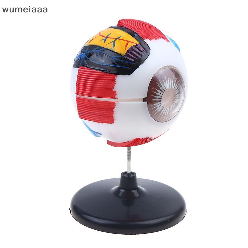 Wumeiaa Eyeball Anatomy สําหรับโรคตา Study, 6X Human Eye Anatomy รุ่น Eye Anatomy รุ่น Human Organs 