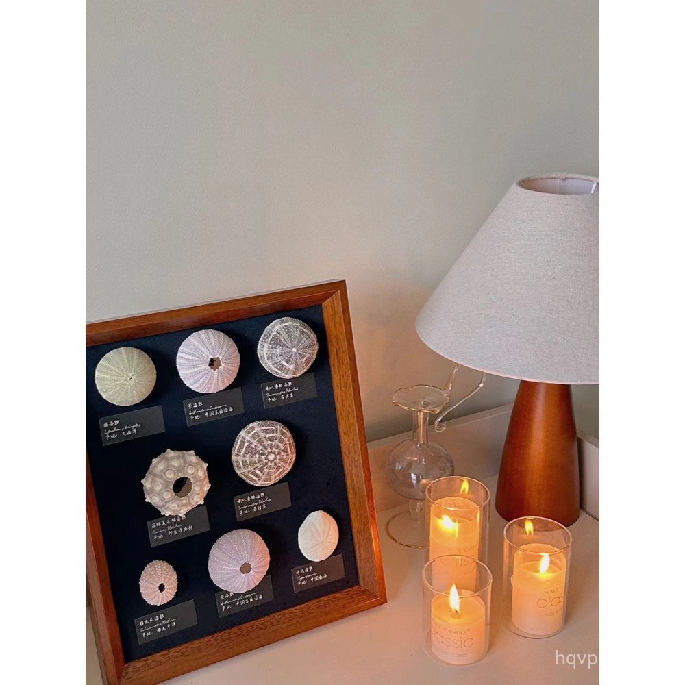 Bright Soft ของขวัญวันเกิดเครื่องประดับ Urchin Night Sea Urchin ภาพวาดไฟเด็กชายพร้อมไฟตัวอย่างภาพวาด